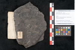 Foto (Objekt + Etikett) von Sphnenophyllum schlotheimi Brongniart (NHMW-GEO-2024-0188-11281)